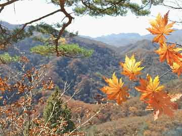揭秘明星穿搭包与唐山宝来最新优惠，全方位解读指南