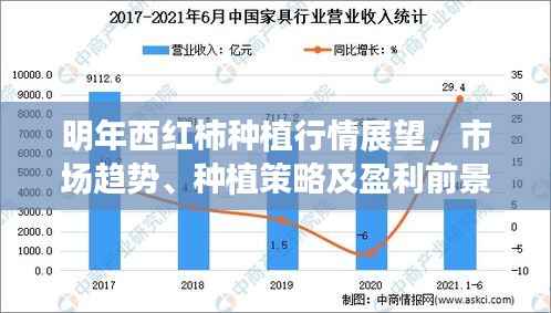 明年西红柿种植行情展望,市场趋势、种植策略及盈利前景分析