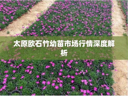 太原欧石竹幼苗市场行情深度解析