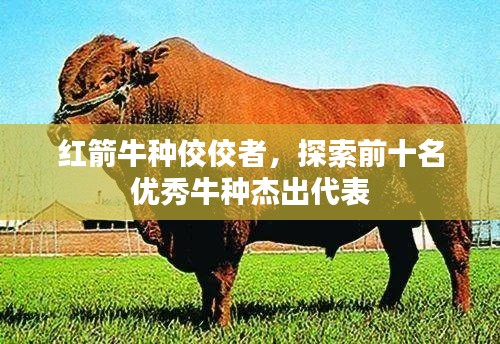 红箭牛种佼佼者,探索前十名优秀牛种杰出代表