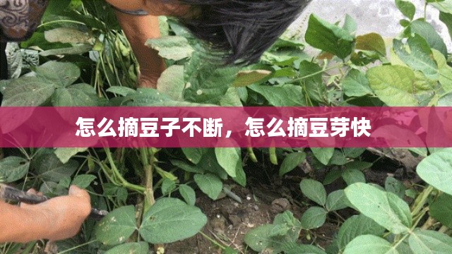 怎么摘豆子不断,怎么摘豆芽快