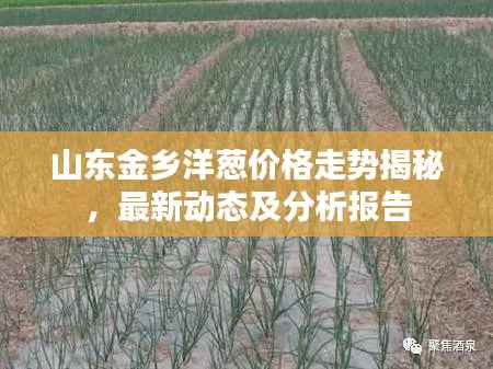 山东金乡洋葱价格走势揭秘,最新动态及分析报告